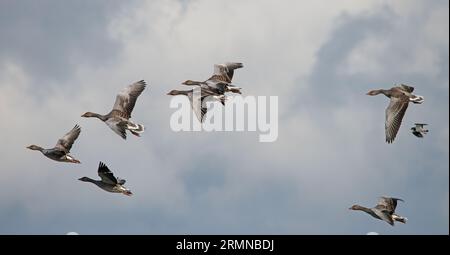 Farbbild einer Gruppe von Graugänsen vor einem hellen Himmel, das deutlich Gefieder- und Flügelmuster zeigt und von rechts nach links fliegt Stockfoto