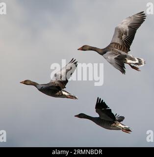 Nahes Farbbild von drei Graugänsen im Flug mit deutlich sichtbarem Flügel, Flugmuster und Gefieder Stockfoto