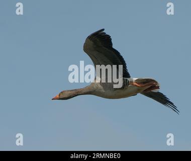 Farbbild und Nahansicht der einzelnen Greylag-Gänse, die deutlich den ganzen Körper und das Flügelgefieder zeigt und von rechts nach links gegen einen blassblauen Himmel fliegt Stockfoto