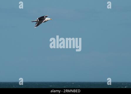 Farbbild von Great Black Backed Gull mit ausgestreckten Flügeln, die von links nach rechts gegen einen blauen Himmel mit Meer und Horizont fliegen Stockfoto