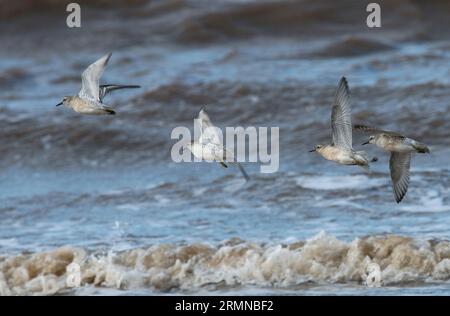 Farbbild von vier Knoten, die entlang der Küste gegen das Meer mit brechenden Wellen fliegen und von rechts nach links fliegen Stockfoto