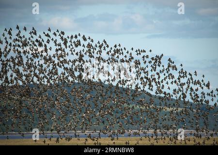 Eine riesige Anzahl von Sternen füllt den Rahmen, während sie massenhaft aus dem Tiefland fliegen, mit einem kleinen Hügel im Hintergrund Stockfoto