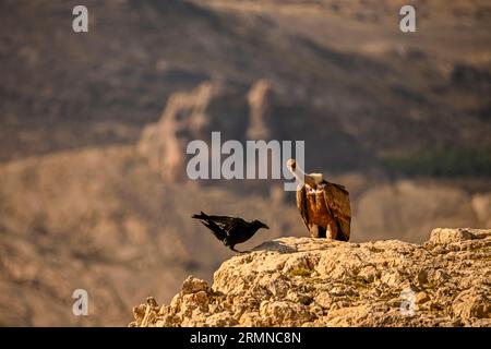 Großer Rabe oder Corvus Corax, zwischen Geiern stehend Stockfoto