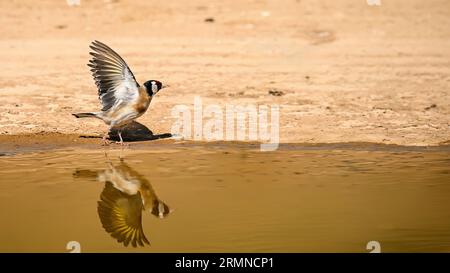 Goldfinch oder Carduelis carduelis, im goldenen Teich reflektiert Stockfoto