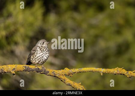 Gewöhnliche Soor oder Turdus viscivorus, auf einem Zweig. Stockfoto