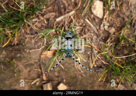 Seltenes rosalia Longicorn im Wald. Rosalia alpina im Park der Kleinen Karpaten. Blauer Käfer mit schwarzen Flecken und langen Fühlern. Stockfoto