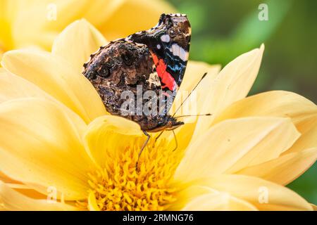 Indischer roter Admiral-Schmetterling sammelt Nektar auf einer gelben Blumennaht. Vanessa vulcania Stockfoto