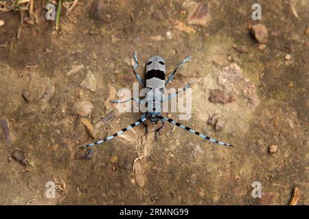 Seltenes rosalia Longicorn im Wald. Rosalia alpina im Park der Kleinen Karpaten. Blauer Käfer mit schwarzen Flecken und langen Fühlern. Stockfoto