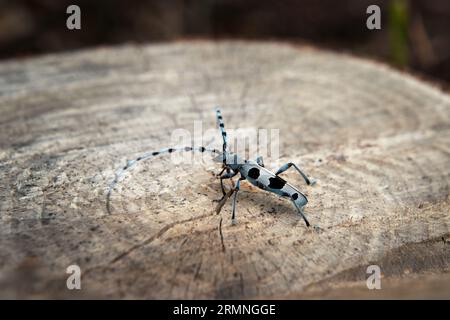 Seltenes rosalia Longicorn im Wald. Rosalia alpina im Park der Kleinen Karpaten. Blauer Käfer mit schwarzen Flecken und langen Fühlern. Stockfoto