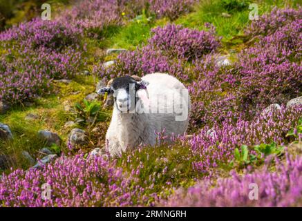 Dunsop Bridge, Lancashire, Großbritannien. 29. August 2023. Ein Swaledale-Schaf inmitten der Heide im Forest of Bowland in der Nähe der Dunsop Bridge, Lancashire. Quelle: John Eveson/Alamy Live News Stockfoto