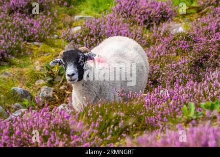 Dunsop Bridge, Lancashire, Großbritannien. 29. August 2023. Ein Swaledale-Schaf inmitten der Heide im Forest of Bowland in der Nähe der Dunsop Bridge, Lancashire. Quelle: John Eveson/Alamy Live News Stockfoto