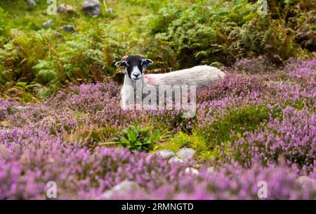 Dunsop Bridge, Lancashire, Großbritannien. 29. August 2023. Ein Swaledale-Schaf inmitten der Heide im Forest of Bowland in der Nähe der Dunsop Bridge, Lancashire. Quelle: John Eveson/Alamy Live News Stockfoto