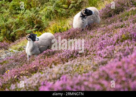 Dunsop Bridge, Lancashire, Großbritannien. 29. August 2023. Ein Swaledale-Schaf ist ein Heidekraut im Forest of Bowland in der Nähe der Dunsop Bridge, Lancashire. Quelle: John Eveson/Alamy Live News Stockfoto