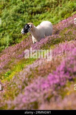 Dunsop Bridge, Lancashire, Großbritannien. 29. August 2023. Ein Swaledale-Schaf inmitten der Heide im Forest of Bowland in der Nähe der Dunsop Bridge, Lancashire. Quelle: John Eveson/Alamy Live News Stockfoto