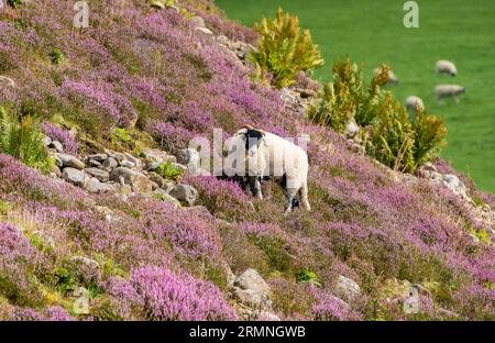 Dunsop Bridge, Lancashire, Großbritannien. 29. August 2023. Ein Swaledale-Schaf inmitten der Heide im Forest of Bowland in der Nähe der Dunsop Bridge, Lancashire. Quelle: John Eveson/Alamy Live News Stockfoto