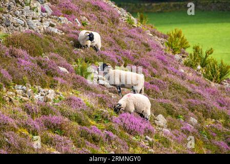 Dunsop Bridge, Lancashire, Großbritannien. 29. August 2023. Ein Swaledale-Schaf ist ein Heidekraut im Forest of Bowland in der Nähe der Dunsop Bridge, Lancashire. Quelle: John Eveson/Alamy Live News Stockfoto