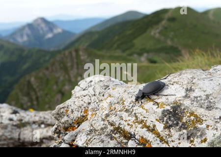 Schwarzer Käfer im Nationalpark Little Fatra, Slowakei. Carabus coriaceus läuft mit Blick auf die Rozsutec-Perle. Slowakei. Stockfoto