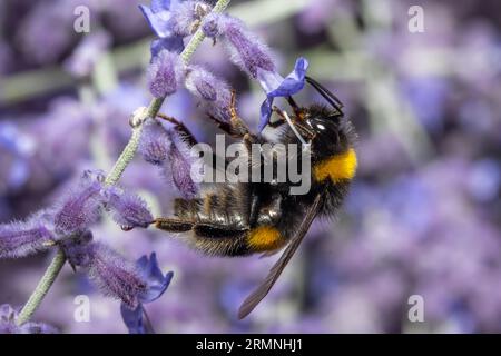 Eine Hummel saugt aus einer lavandula-Blume in einem Garten. Stockfoto