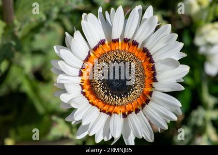 Nahaufnahme eines Monarchen der blühenden Veldt-Blume (Arctotis fastuosa) Stockfoto