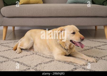 Süßer Labrador-Hund, der zu Hause auf dem Teppich liegt Stockfoto