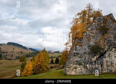 Im Herbst glühende Larche-Bäume am Rand des felsigen Berges. Herbstlandschaft im Wald. Stockfoto