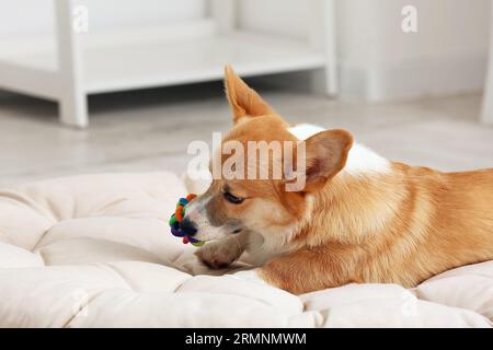 Der süße Corgi-Hund spielt mit dem Spielzeug auf der weichen Decke Stockfoto