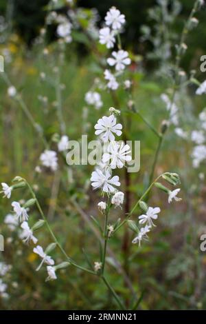 Silene-Dichotome blühen in der Wildnis unter Gräsern Stockfoto