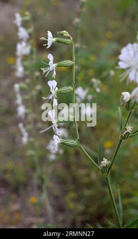 Silene-Dichotome blühen in der Wildnis unter Gräsern Stockfoto