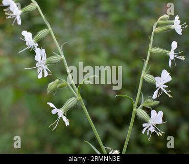 Silene-Dichotome blühen in der Wildnis unter Gräsern Stockfoto