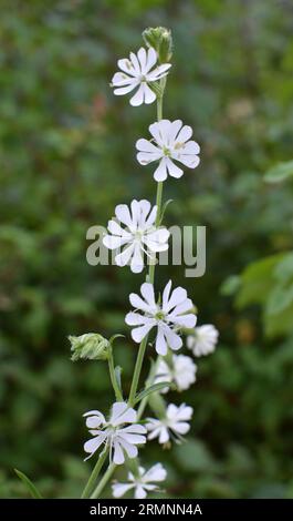 Silene-Dichotome blühen in der Wildnis unter Gräsern Stockfoto