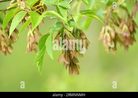 Ahorn (Acer negundo) wächst in freier Wildbahn Stockfoto