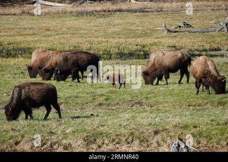 Wisente weiden mit einer Herde im Yellowstone-Nationalpark in Wyoming Stockfoto