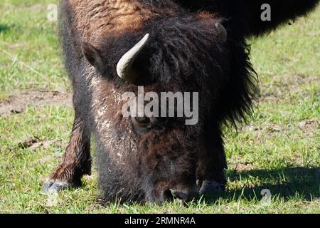 Nahaufnahme einer Bison-Weide im Yellowstone-Nationalpark in Wyoming Stockfoto