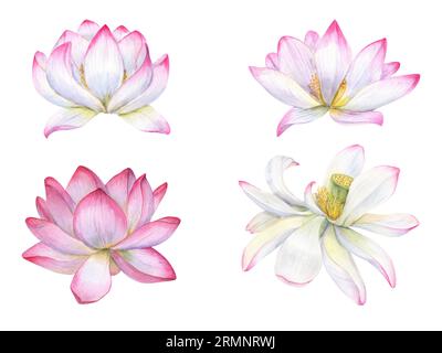 Set aus zarten rosa Blumen. Verwelkte Seerose, indischer Lotus, heiliger Lotus. Aquarellillustration isoliert auf weißem Hintergrund. Stockfoto