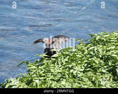 Moorhen, Gallinula chloropus, am Fluss Po in Turin Stockfoto