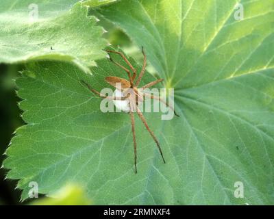 Weibliche Nestspinne, Pisaura mirabilis, trägt einen großen runden Eikokon. Im Hintergrund ist ein Blatt von Alchemilla mollis zu sehen. Stockfoto