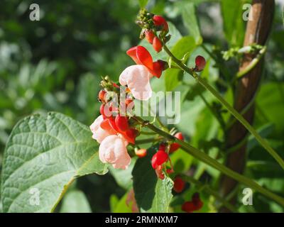 Rosafarbene und rote Runnerbohnen Stockfoto