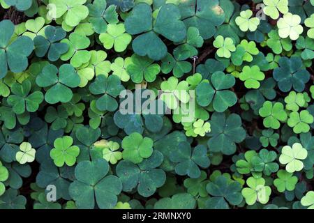 Wood Sorrel (Oxalis acetosella) Leaves in Spätsommer, Teesdale, County Durham, UK Stockfoto