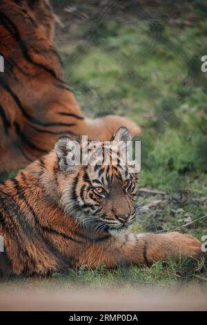 Baby-Tiger Stockfoto