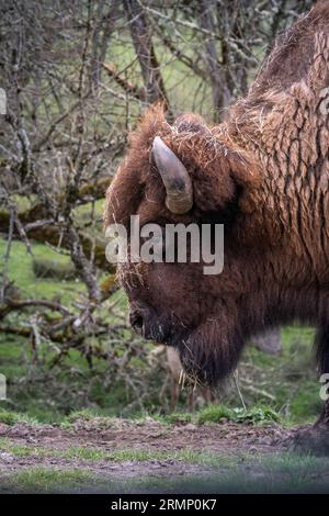 Bison, Amerikanischer Büffel Stockfoto