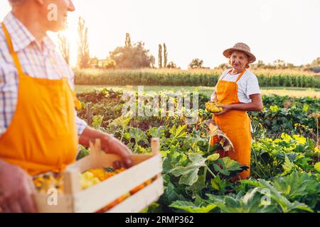 Ein paar ältere Bauern, die im Sommergarten Pattypankürbisse pflücken. Familienanbau von ökologisch angebautem Gemüse Stockfoto