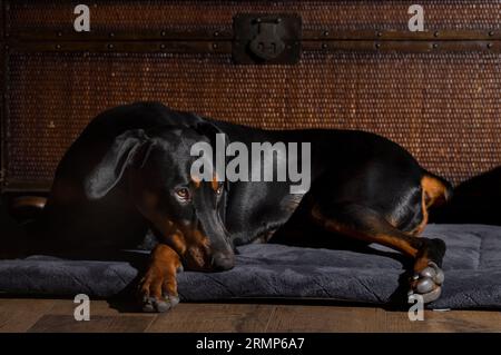 Porträt eines neun Monate alten, schwarz-roten Doberman Pinscher Welpen Stockfoto