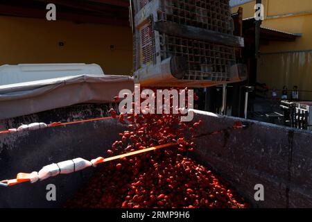 Castellon, Spanien, 29.08.2023, ein weiteres Jahr ist La Llosa offizieller Lieferant von Tomaten für die „La Tomatina“-Feierlichkeiten in Buñol, erklärte ein Festival von internationalem touristischem Interesse, bei dem sie Tausende von Kilos Tomaten in den Lagern des lokalen Unternehmens Citrimed in La Llosa verwendet werden, in Castellon (Spanien). Nur 30 Kilometer von Valencia entfernt liegt Buñol, dessen Ruhm auf einen neugierigen Brauch seiner Bewohner zurückzuführen ist: „La Tomatina, die größte Tomatenschlacht der Welt, die am letzten Mittwoch jeden August stattfindet. In diesem Jahr wurden 150 Tonnen reife Tomaten geladen Stockfoto