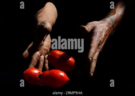 Castellon, Spanien, 29.08.2023, ein weiteres Jahr ist La Llosa offizieller Lieferant von Tomaten für die „La Tomatina“-Feierlichkeiten in Buñol, erklärte ein Festival von internationalem touristischem Interesse, bei dem sie Tausende von Kilos Tomaten in den Lagern des lokalen Unternehmens Citrimed in La Llosa verwendet werden, in Castellon (Spanien). Nur 30 Kilometer von Valencia entfernt liegt Buñol, dessen Ruhm auf einen neugierigen Brauch seiner Bewohner zurückzuführen ist: „La Tomatina, die größte Tomatenschlacht der Welt, die am letzten Mittwoch jeden August stattfindet. In diesem Jahr wurden 150 Tonnen reife Tomaten geladen Stockfoto