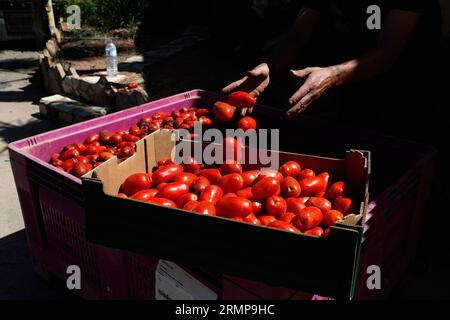 Castellon, Spanien, 29.08.2023, ein weiteres Jahr ist La Llosa offizieller Lieferant von Tomaten für die „La Tomatina“-Feierlichkeiten in Buñol, erklärte ein Festival von internationalem touristischem Interesse, bei dem sie Tausende von Kilos Tomaten in den Lagern des lokalen Unternehmens Citrimed in La Llosa verwendet werden, in Castellon (Spanien). Nur 30 Kilometer von Valencia entfernt liegt Buñol, dessen Ruhm auf einen neugierigen Brauch seiner Bewohner zurückzuführen ist: „La Tomatina, die größte Tomatenschlacht der Welt, die am letzten Mittwoch jeden August stattfindet. In diesem Jahr wurden 150 Tonnen reife Tomaten geladen Stockfoto