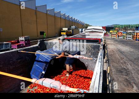 Castellon, Spanien, 29.08.2023, ein weiteres Jahr ist La Llosa offizieller Lieferant von Tomaten für die „La Tomatina“-Feierlichkeiten in Buñol, erklärte ein Festival von internationalem touristischem Interesse, bei dem sie Tausende von Kilos Tomaten in den Lagern des lokalen Unternehmens Citrimed in La Llosa verwendet werden, in Castellon (Spanien). Nur 30 Kilometer von Valencia entfernt liegt Buñol, dessen Ruhm auf einen neugierigen Brauch seiner Bewohner zurückzuführen ist: „La Tomatina, die größte Tomatenschlacht der Welt, die am letzten Mittwoch jeden August stattfindet. In diesem Jahr wurden 150 Tonnen reife Tomaten geladen Stockfoto