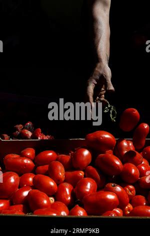 Castellon, Spanien, 29.08.2023, ein weiteres Jahr ist La Llosa offizieller Lieferant von Tomaten für die „La Tomatina“-Feierlichkeiten in Buñol, erklärte ein Festival von internationalem touristischem Interesse, bei dem sie Tausende von Kilos Tomaten in den Lagern des lokalen Unternehmens Citrimed in La Llosa verwendet werden, in Castellon (Spanien). Nur 30 Kilometer von Valencia entfernt liegt Buñol, dessen Ruhm auf einen neugierigen Brauch seiner Bewohner zurückzuführen ist: „La Tomatina, die größte Tomatenschlacht der Welt, die am letzten Mittwoch jeden August stattfindet. In diesem Jahr wurden 150 Tonnen reife Tomaten geladen Stockfoto