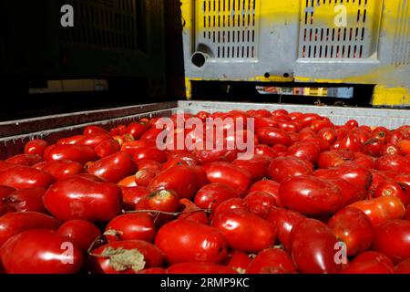 Castellon, Spanien, 29.08.2023, ein weiteres Jahr ist La Llosa offizieller Lieferant von Tomaten für die „La Tomatina“-Feierlichkeiten in Buñol, erklärte ein Festival von internationalem touristischem Interesse, bei dem sie Tausende von Kilos Tomaten in den Lagern des lokalen Unternehmens Citrimed in La Llosa verwendet werden, in Castellon (Spanien). Nur 30 Kilometer von Valencia entfernt liegt Buñol, dessen Ruhm auf einen neugierigen Brauch seiner Bewohner zurückzuführen ist: „La Tomatina, die größte Tomatenschlacht der Welt, die am letzten Mittwoch jeden August stattfindet. In diesem Jahr wurden 150 Tonnen reife Tomaten geladen Stockfoto