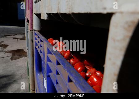 Castellon, Spanien, 29.08.2023, ein weiteres Jahr ist La Llosa offizieller Lieferant von Tomaten für die „La Tomatina“-Feierlichkeiten in Buñol, erklärte ein Festival von internationalem touristischem Interesse, bei dem sie Tausende von Kilos Tomaten in den Lagern des lokalen Unternehmens Citrimed in La Llosa verwendet werden, in Castellon (Spanien). Nur 30 Kilometer von Valencia entfernt liegt Buñol, dessen Ruhm auf einen neugierigen Brauch seiner Bewohner zurückzuführen ist: „La Tomatina, die größte Tomatenschlacht der Welt, die am letzten Mittwoch jeden August stattfindet. In diesem Jahr wurden 150 Tonnen reife Tomaten geladen Stockfoto