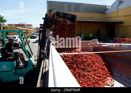 Castellon, Spanien, 29.08.2023, ein weiteres Jahr ist La Llosa offizieller Lieferant von Tomaten für die „La Tomatina“-Feierlichkeiten in Buñol, erklärte ein Festival von internationalem touristischem Interesse, bei dem sie Tausende von Kilos Tomaten in den Lagern des lokalen Unternehmens Citrimed in La Llosa verwendet werden, in Castellon (Spanien). Nur 30 Kilometer von Valencia entfernt liegt Buñol, dessen Ruhm auf einen neugierigen Brauch seiner Bewohner zurückzuführen ist: „La Tomatina, die größte Tomatenschlacht der Welt, die am letzten Mittwoch jeden August stattfindet. In diesem Jahr wurden 150 Tonnen reife Tomaten geladen Stockfoto